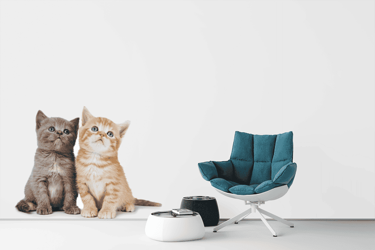 Vinilo Gatitos – Imagen de producto